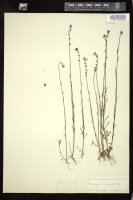 Thumbnail for <i>Linaria canadensis</i> <i></i> …