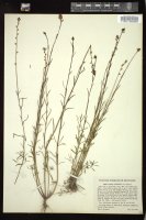 Thumbnail for <i>Linaria canadensis</i> <i></i> …