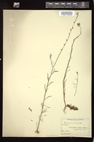 Thumbnail for <i>Linaria canadensis</i> <i></i> …