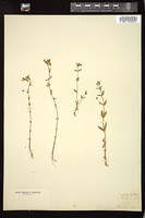 Thumbnail for <i>Gratiola aurea</i> <i></i> …