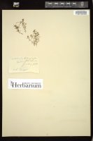 Thumbnail for <i>Callitriche heterophylla</i> <i></i> …