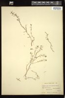 Thumbnail for <i>Callitriche heterophylla</i> <i></i> …