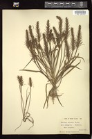 Thumbnail for <i>Plantago aristata</i> <i></i> …