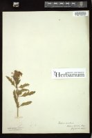 Thumbnail for <i>Verbena </i> <i></i> …