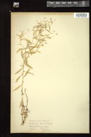 Thumbnail for <i>Campanula aparinoides</i> <i></i> …