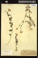 Thumbnail for <i>Petunia integrifolia</i> <i></i> …