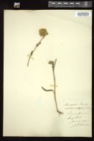 Thumbnail for <i>Achillea millefolium</i> <i></i> …