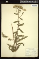 Thumbnail for <i>Achillea millefolium</i> <i></i> …