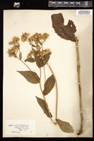 Thumbnail for <i>Eurybia macrophylla</i> <i></i> …