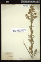 Thumbnail for <i>Symphyotrichum amethystinum</i> <i></i> …