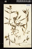 Thumbnail for <i>Bidens cernua</i> <i></i> …