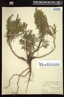 Thumbnail for <i>Artemisia campestris</i> <i></i> …