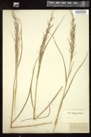 Thumbnail for <i>Panicum virgatum</i> <i></i> …