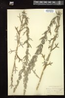 Thumbnail for <i>Artemisia ludoviciana</i> <i></i> …