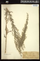 Thumbnail for <i>Artemisia ludoviciana</i> <i></i> …