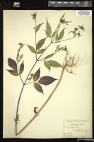 Thumbnail for <i>Bidens frondosa</i> <i></i> …