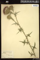 Thumbnail for <i>Cirsium lanceolatum</i> <i></i> …