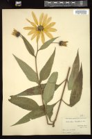 Thumbnail for <i>Helianthus laetiflorus</i> <i></i> …