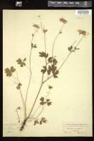 Thumbnail for <i>Aquilegia canadensis</i> <i></i> …