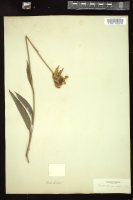 Thumbnail for <i>Rudbeckia graminifolia</i> <i></i> …