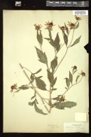 Thumbnail for <i>Rudbeckia triloba</i> <i></i> …