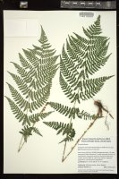 Thumbnail for <i>Dryopteris intermedia</i> <i></i> …