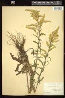 Thumbnail for <i>Solidago juncea</i> <i></i> …