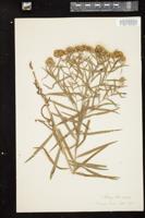 Thumbnail for <i>Euthamia graminifolia</i> <i></i> …