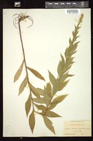 Thumbnail for <i>Solidago rugosa</i> <i></i> …