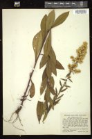 Thumbnail for <i>Solidago speciosa</i> <i></i> …