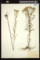 Thumbnail for <i>Euthamia caroliniana</i> <i></i> …
