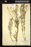 Thumbnail for <i>Euthamia caroliniana</i> <i></i> …