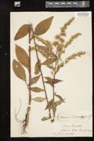 Thumbnail for <i>Solidago uliginosa</i> <i></i> …