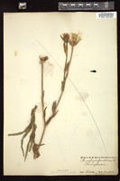 Thumbnail for <i>Tragopogon pratensis</i> <i></i> …