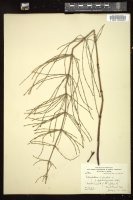Thumbnail for <i>Equisetum palustre</i> <i></i> …
