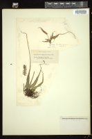 Thumbnail for <i>Asplenium rhizophyllum</i> <i></i> …