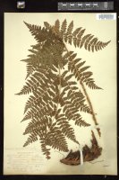 Thumbnail for <i>Dryopteris intermedia</i> <i></i> …