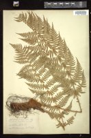 Thumbnail for <i>Dryopteris marginalis</i> <i></i> …