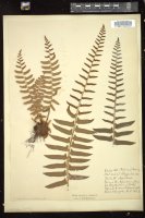 Thumbnail for <i>Polystichum acrostichoides</i> <i></i> …