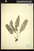 Thumbnail for <i>Polypodium vulgare</i> <i></i> …
