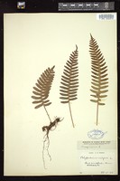 Thumbnail for <i>Polypodium virginianum</i> <i></i> …