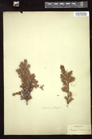 Thumbnail for <i>Juniperus communis</i> <i></i> …