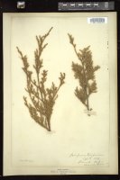 Thumbnail for <i>Juniperus virginiana</i> <i></i> …