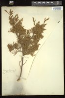 Thumbnail for <i>Juniperus virginiana</i> <i></i> …