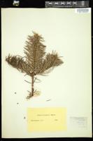 Thumbnail for <i>Abies holophylla</i> <i></i> …
