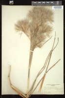 Thumbnail for <i>Andropogon glomeratus</i> <i></i> …