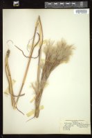 Thumbnail for <i>Andropogon glomeratus</i> <i></i> …