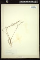 Thumbnail for <i>Aristida gracilis</i> <i></i> …