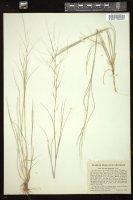 Thumbnail for <i>Aristida oligantha</i> <i></i> …