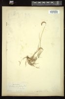 Thumbnail for <i>Bouteloua gracilis</i> <i></i> …